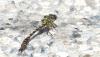 Onychogomphus forcipatus